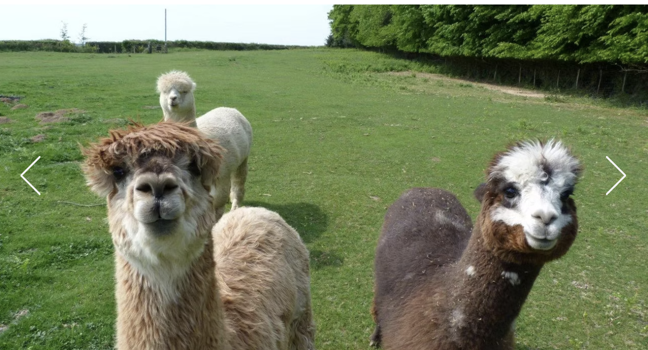 Alpacas